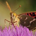 Schmetterling