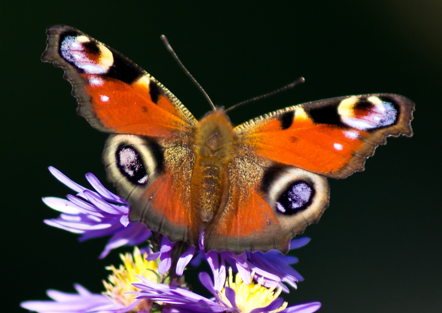 Schmetterling