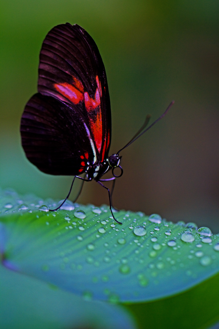 Schmetterling