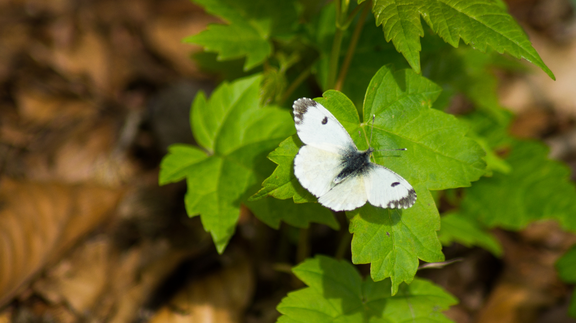 Schmetterling