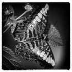 Schmetterling...