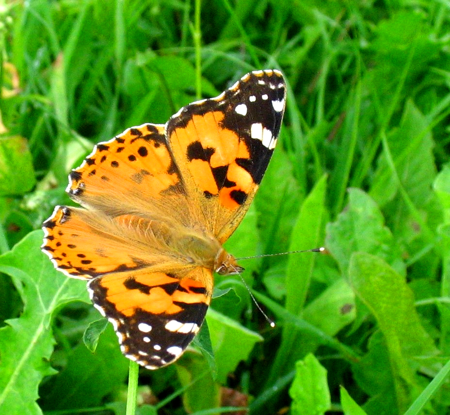 Schmetterling