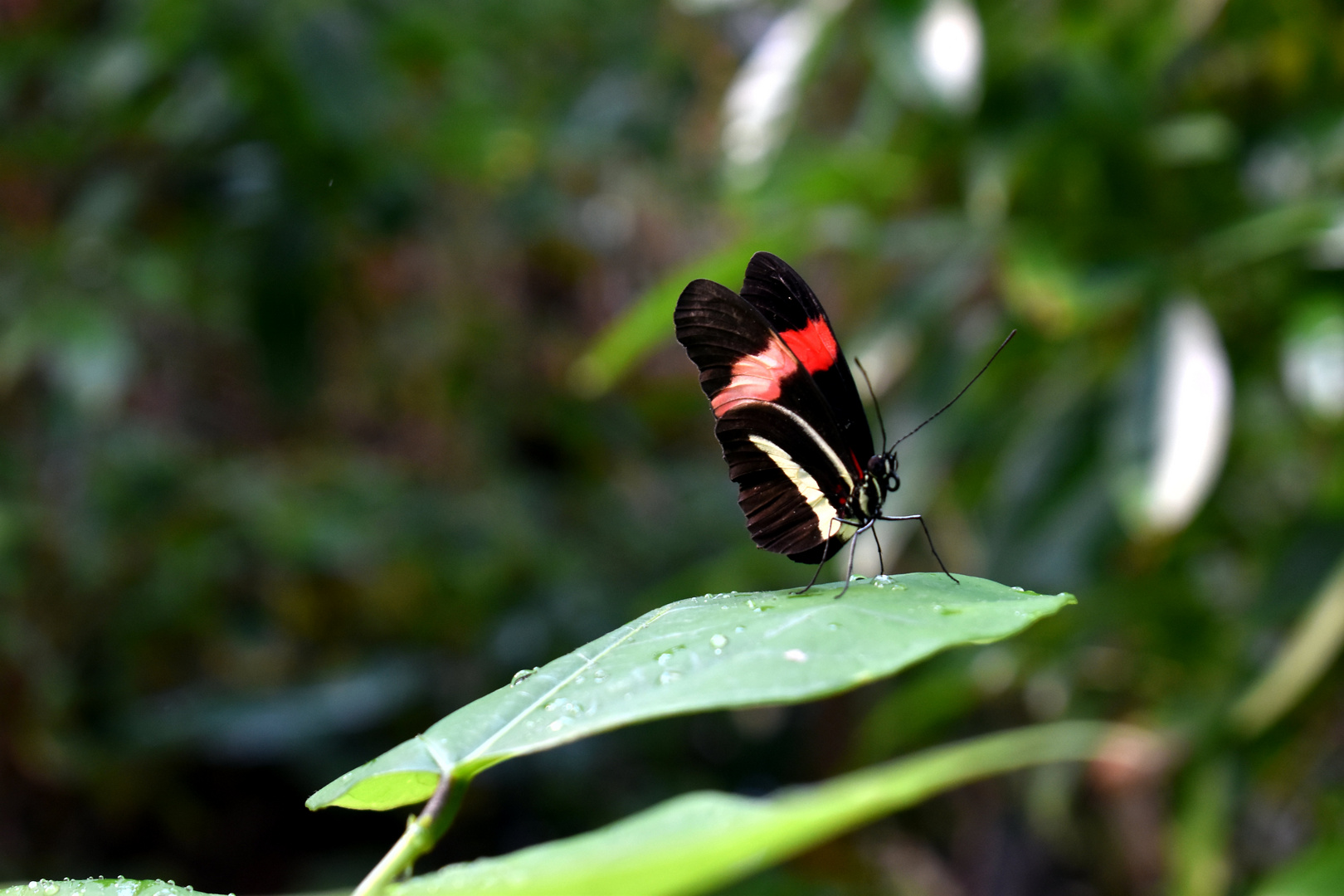 Schmetterling 