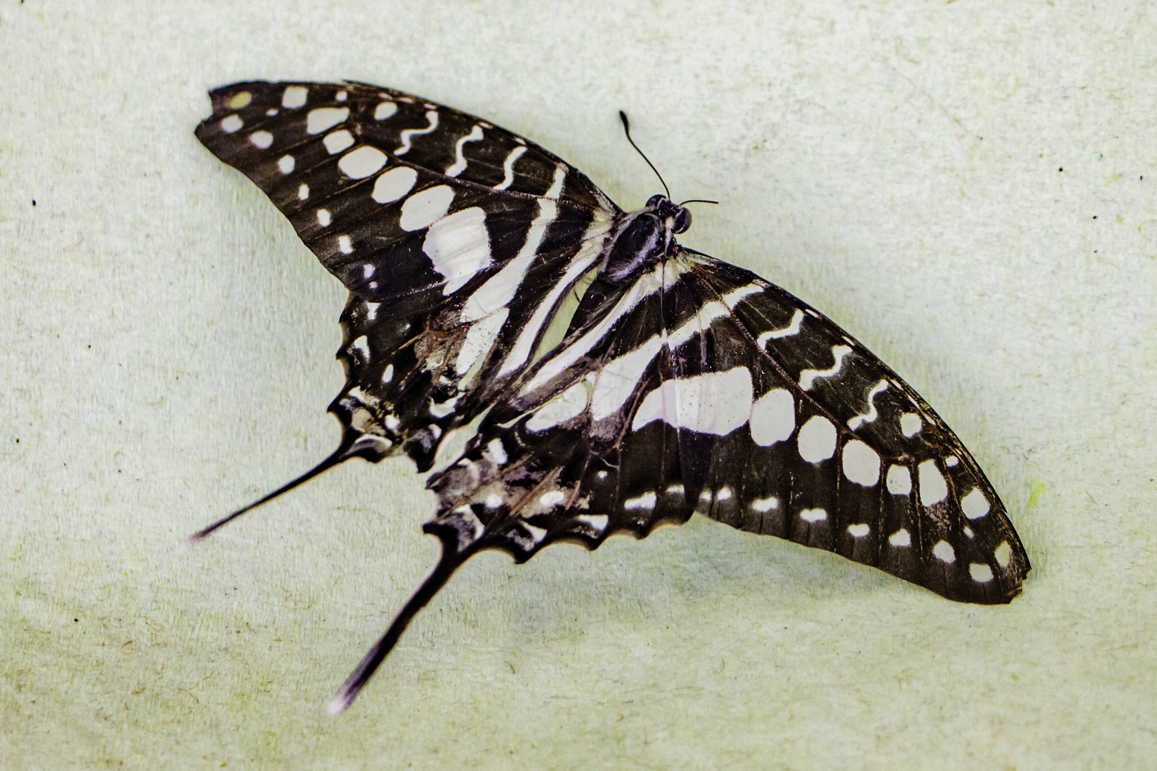 Schmetterling