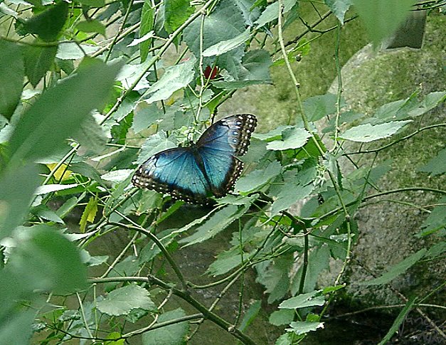 Schmetterling