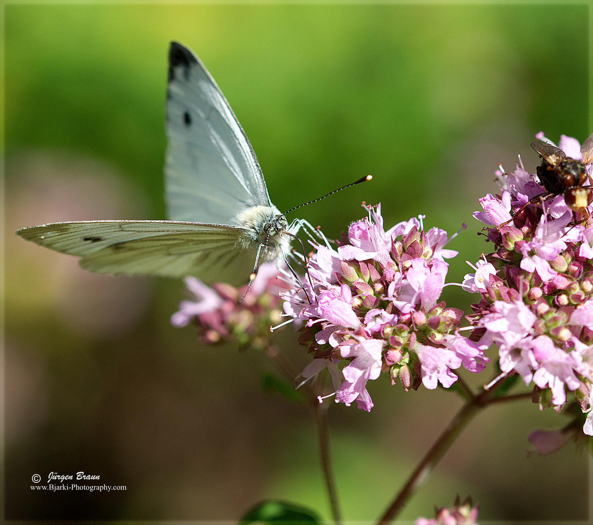 Schmetterling