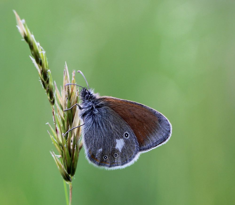 Schmetterling