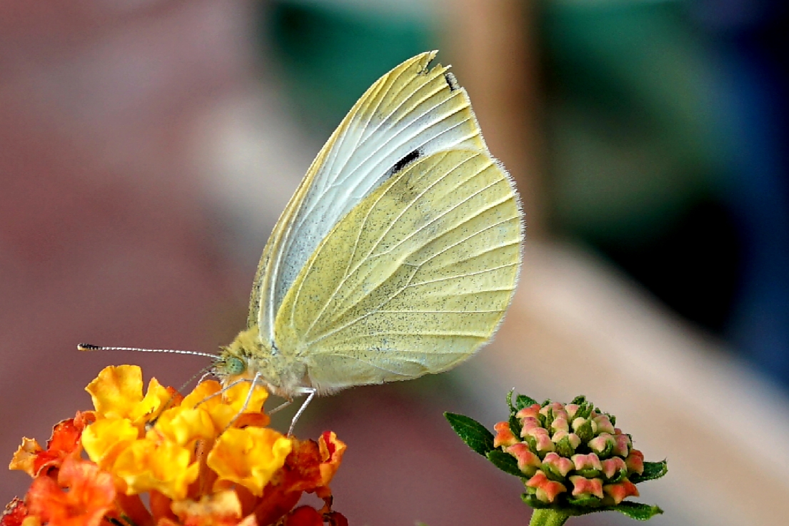 Schmetterling 