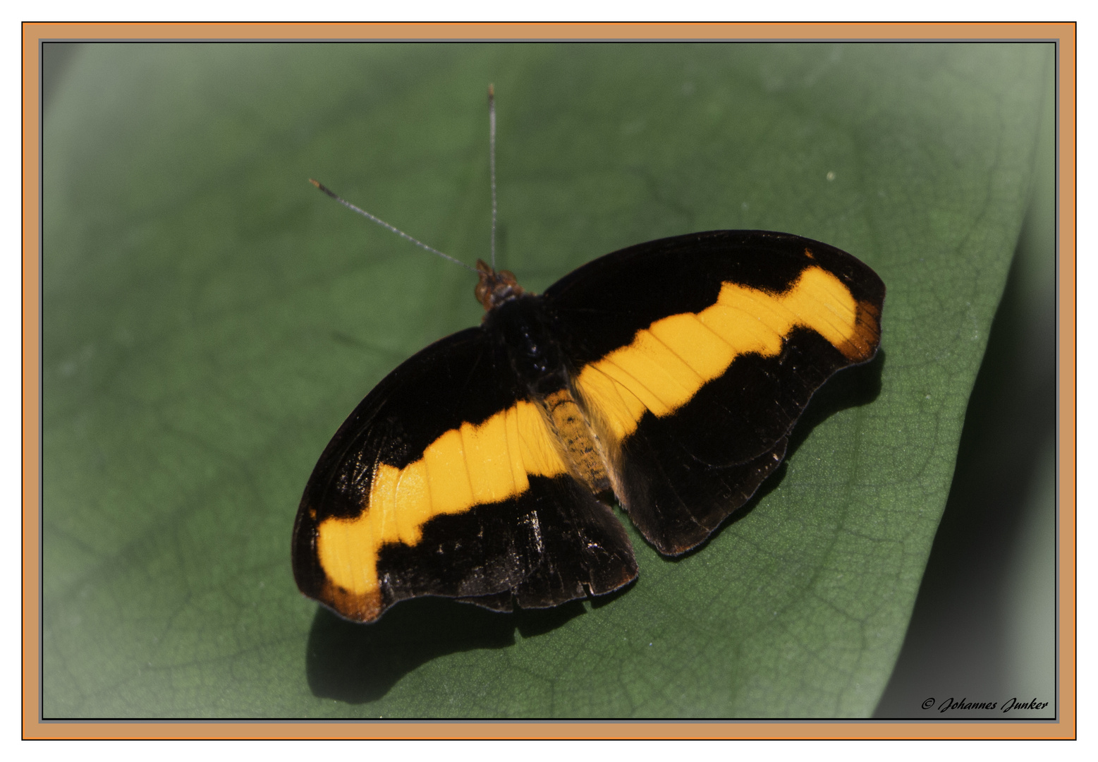 Schmetterling 