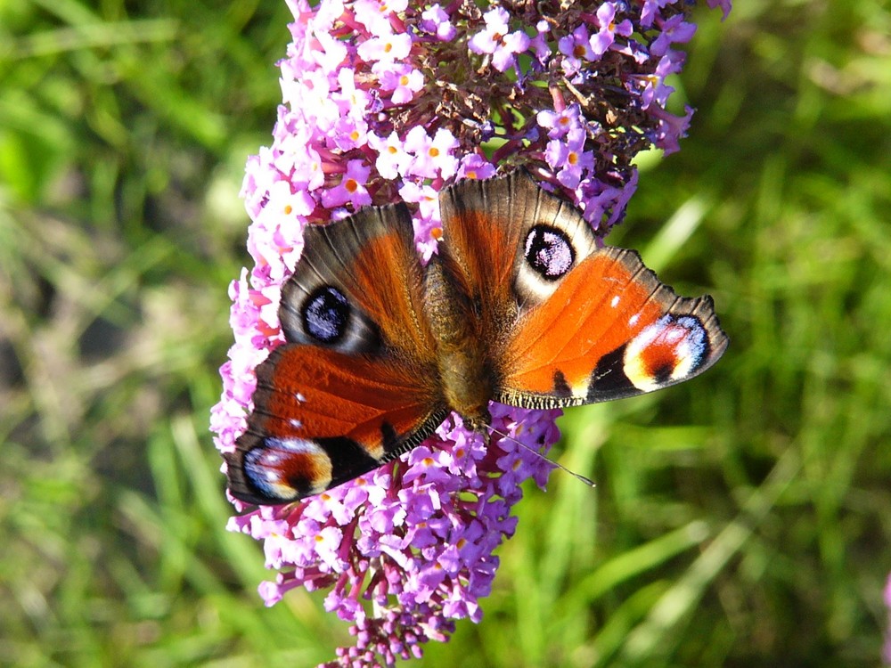 Schmetterling