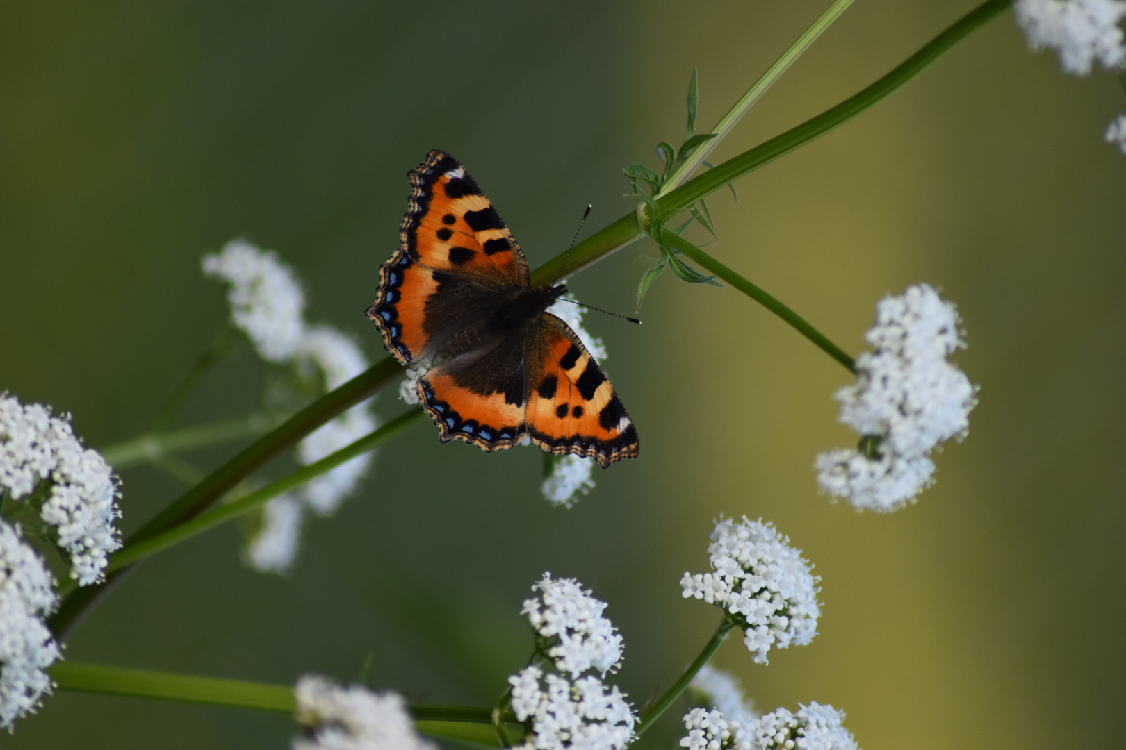 Schmetterling & Baldrianblüte