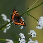 Schmetterling & Baldrianblüte