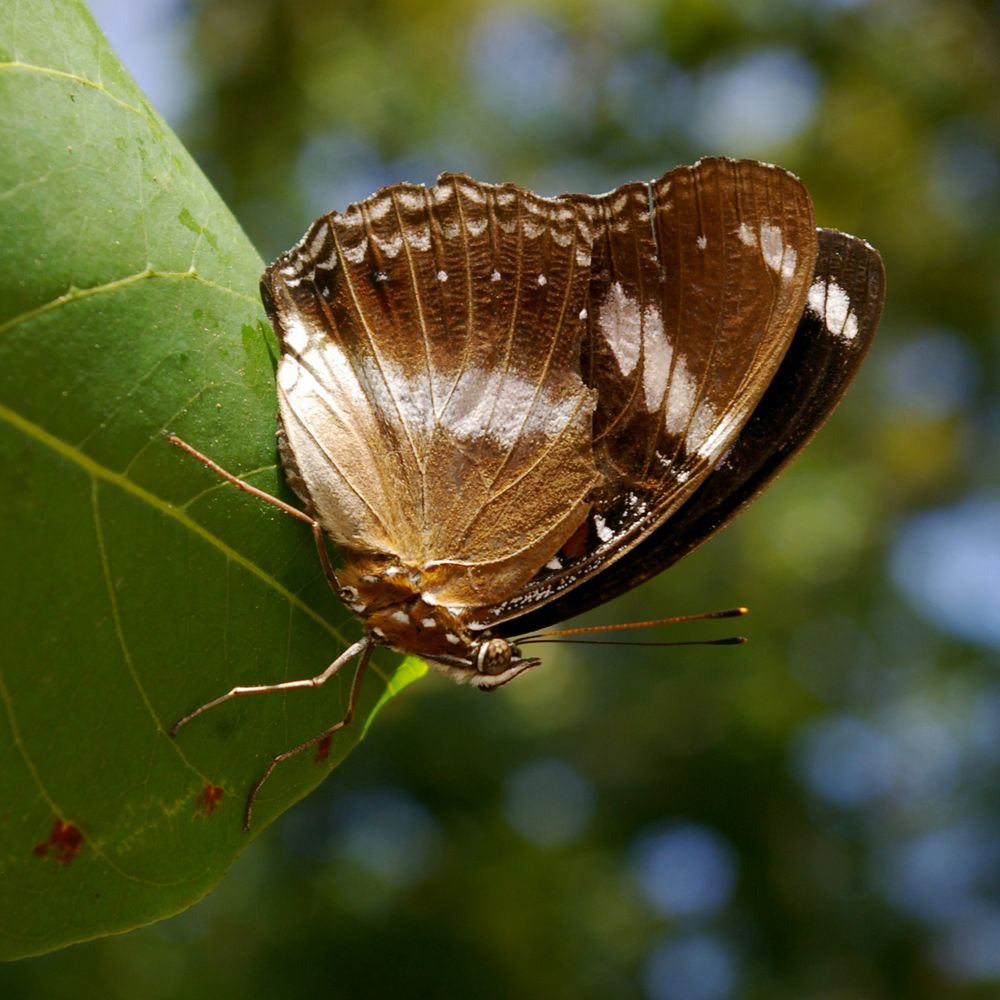 Schmetterling Bali 1