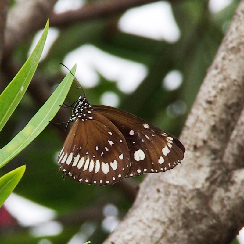 Schmetterling Bali 3