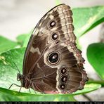 Schmetterling (Bananenfalter)