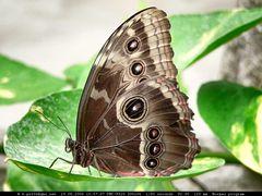 Schmetterling (Bananenfalter)