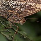 Schmetterling-Bananenfalter-Caligo eurilochus