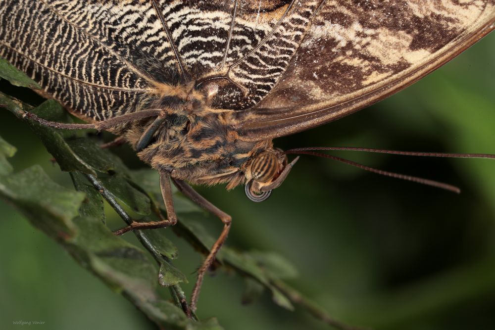 Schmetterling-Bananenfalter-Caligo eurilochus