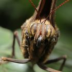 Schmetterling-Bananenfalter-Caligo eurilochus Kopfstudie