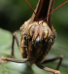 Schmetterling-Bananenfalter-Caligo eurilochus Kopfstudie