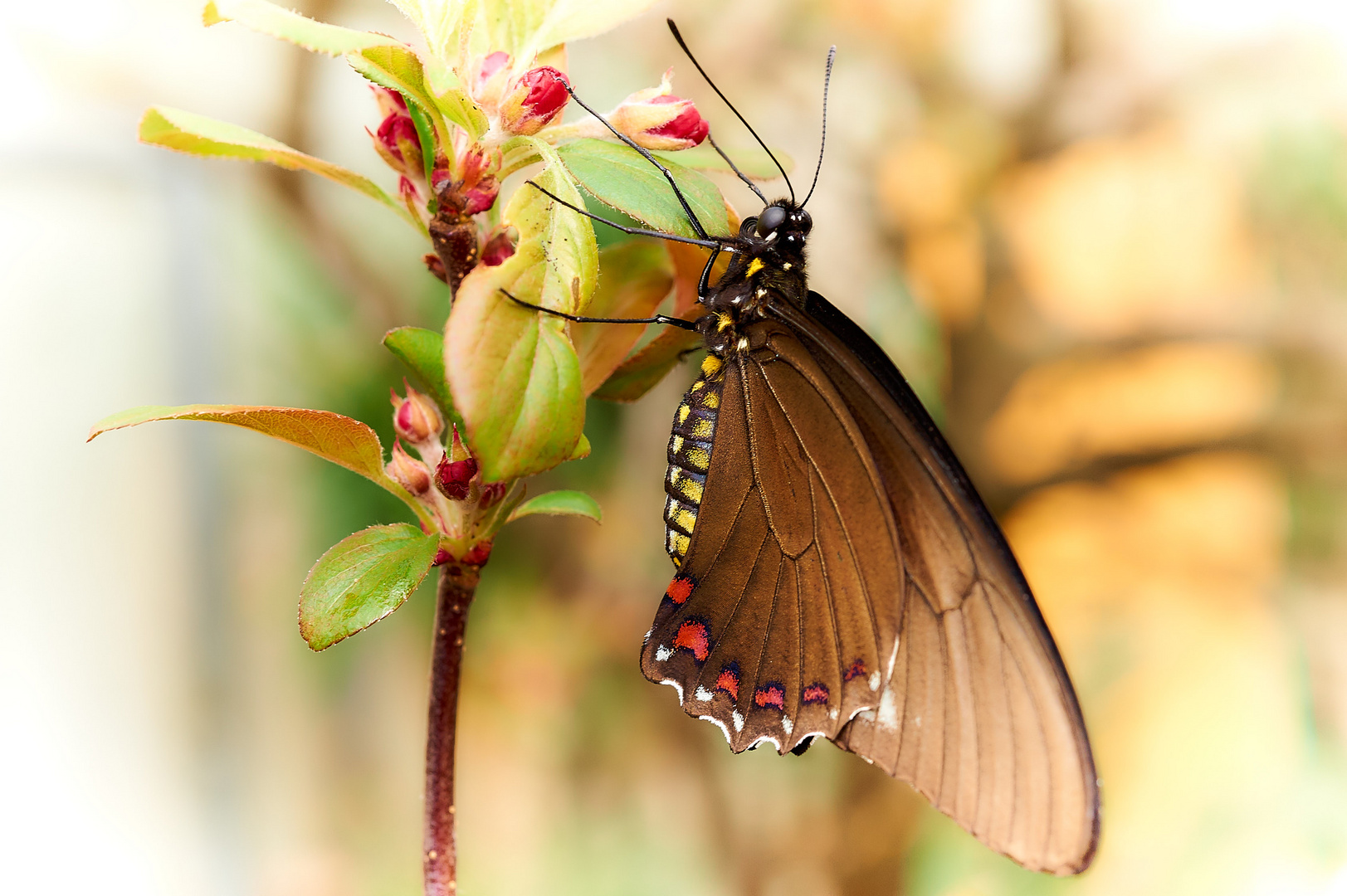 Schmetterling - Battus belus