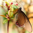 Schmetterling - Battus belus