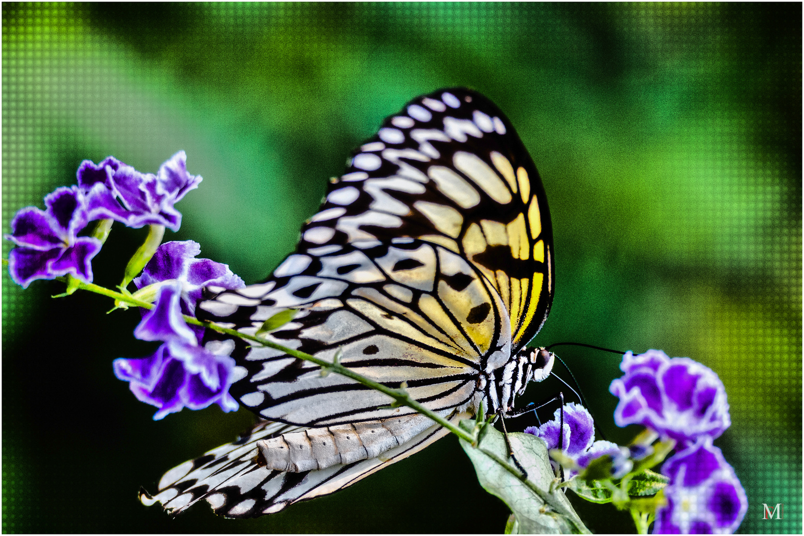 Schmetterling Baumnymphe