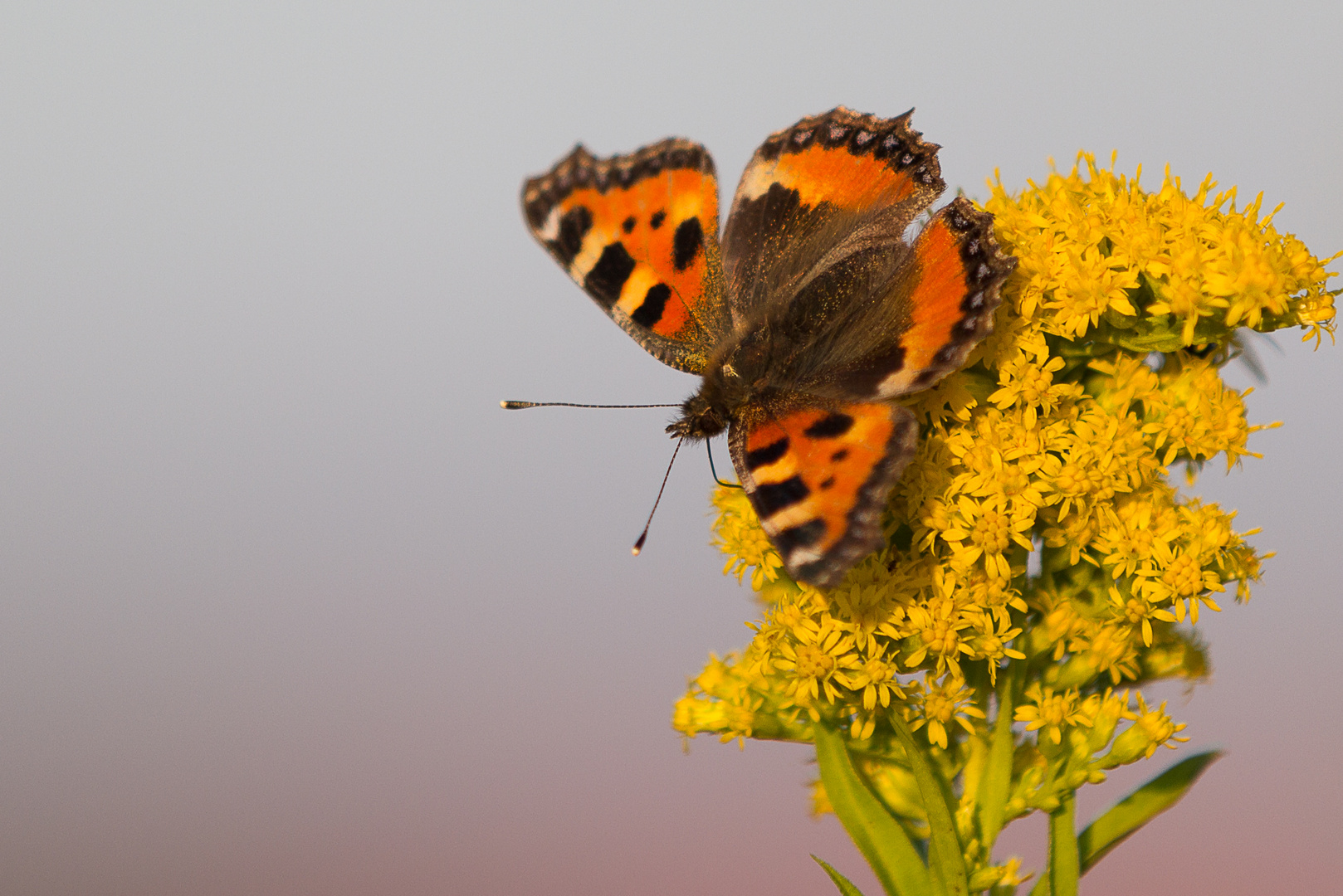 Schmetterling