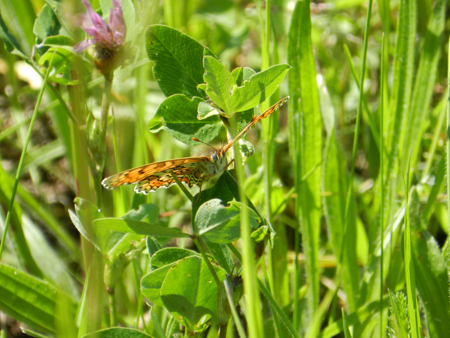 Schmetterling