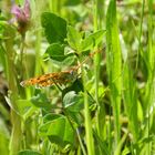 Schmetterling