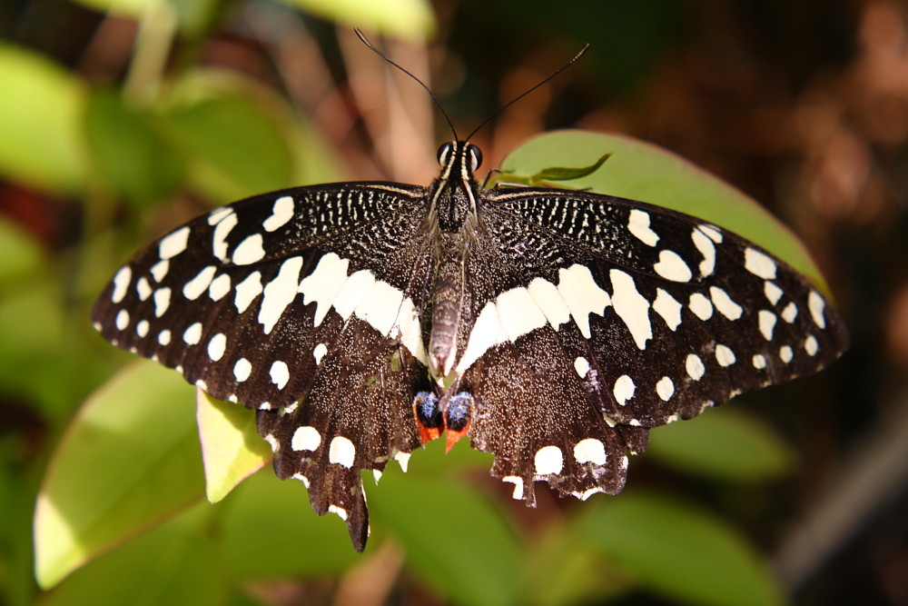 Schmetterling