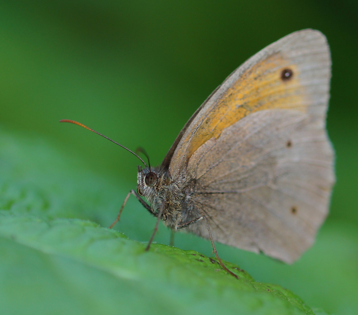 Schmetterling