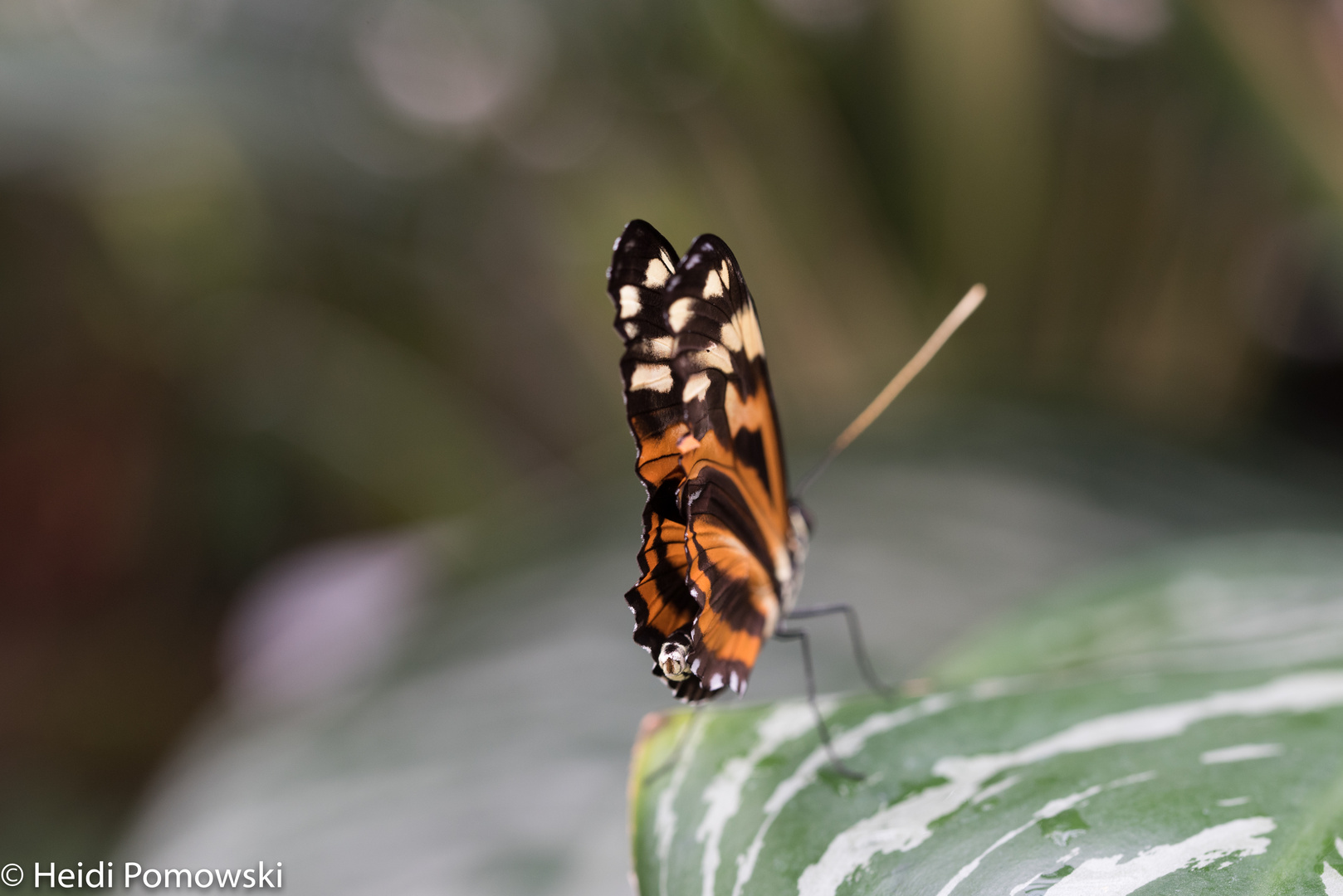 Schmetterling