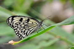 Schmetterling