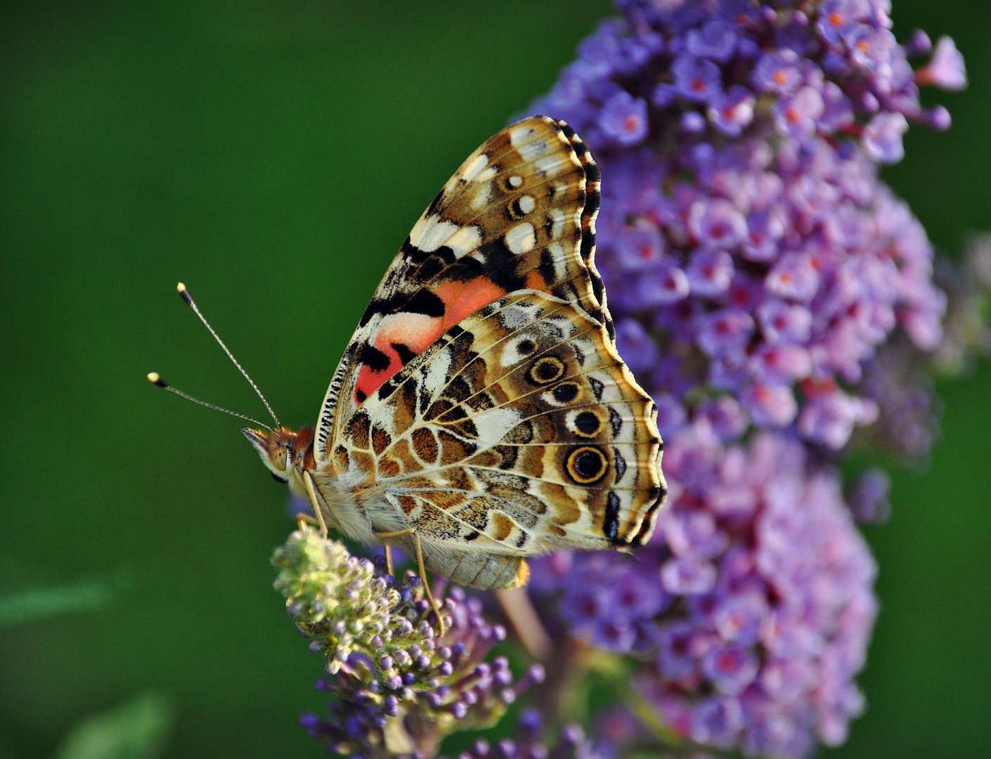 Schmetterling