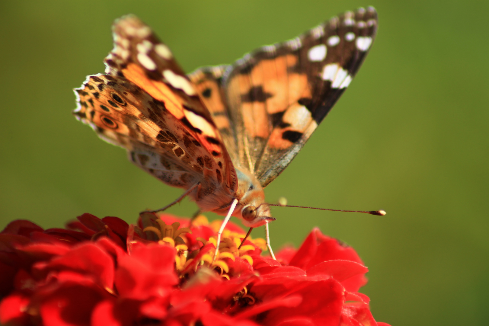 Schmetterling