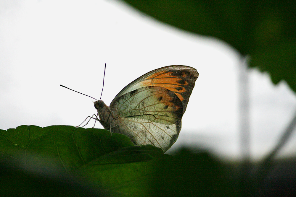 Schmetterling