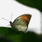 Schmetterling