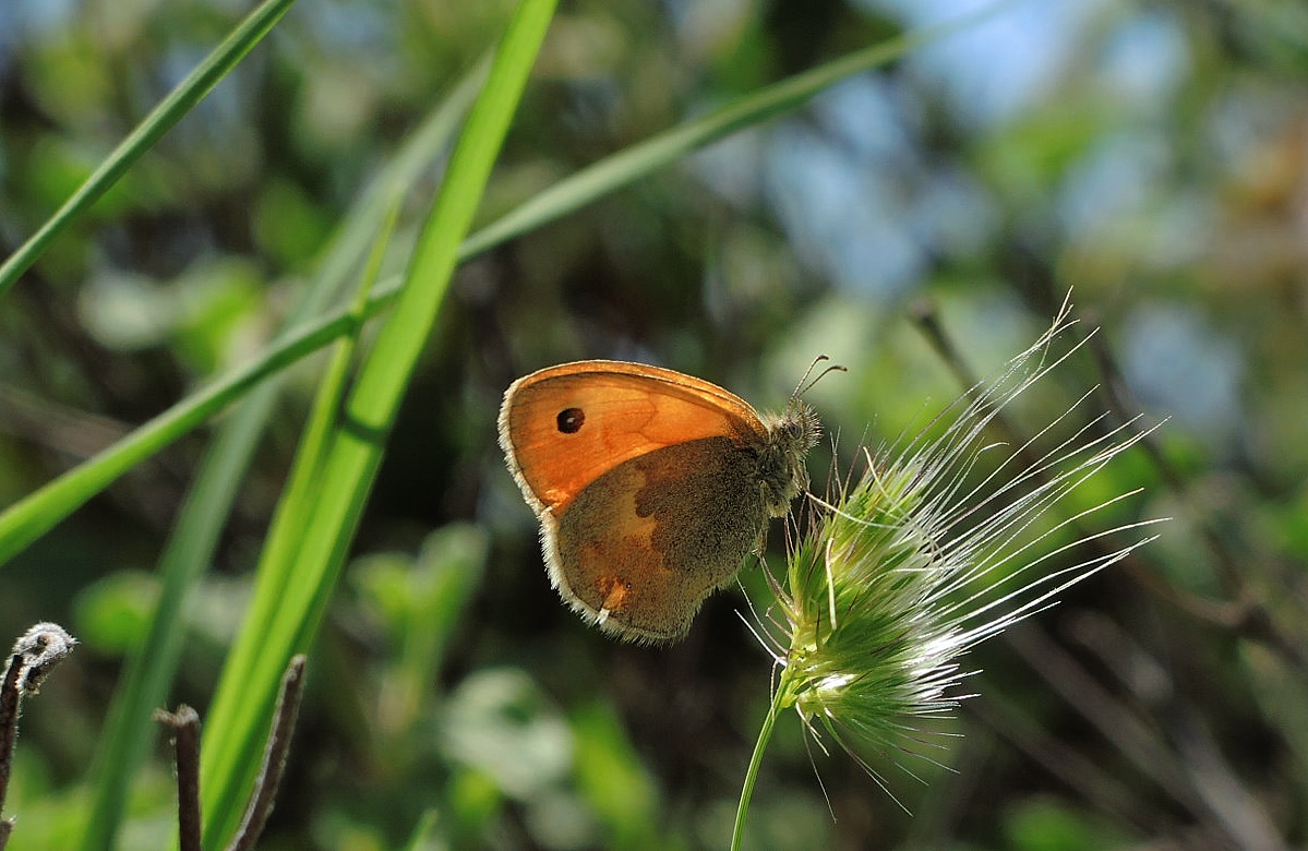 Schmetterling