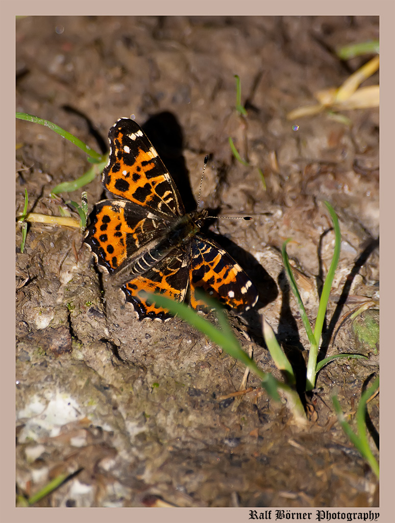 Schmetterling