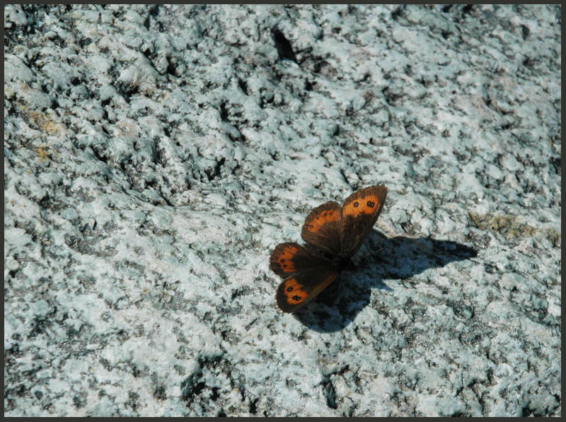 schmetterling