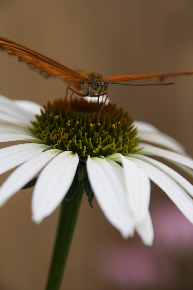 Schmetterling