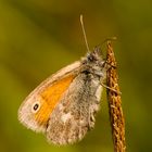 Schmetterling