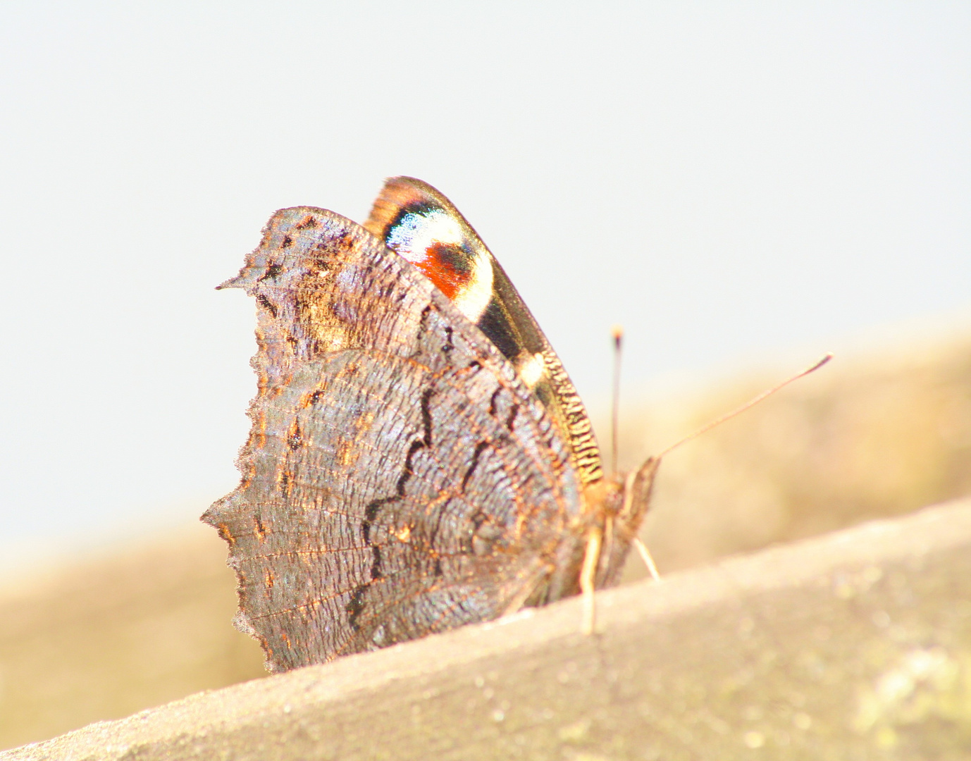 Schmetterling