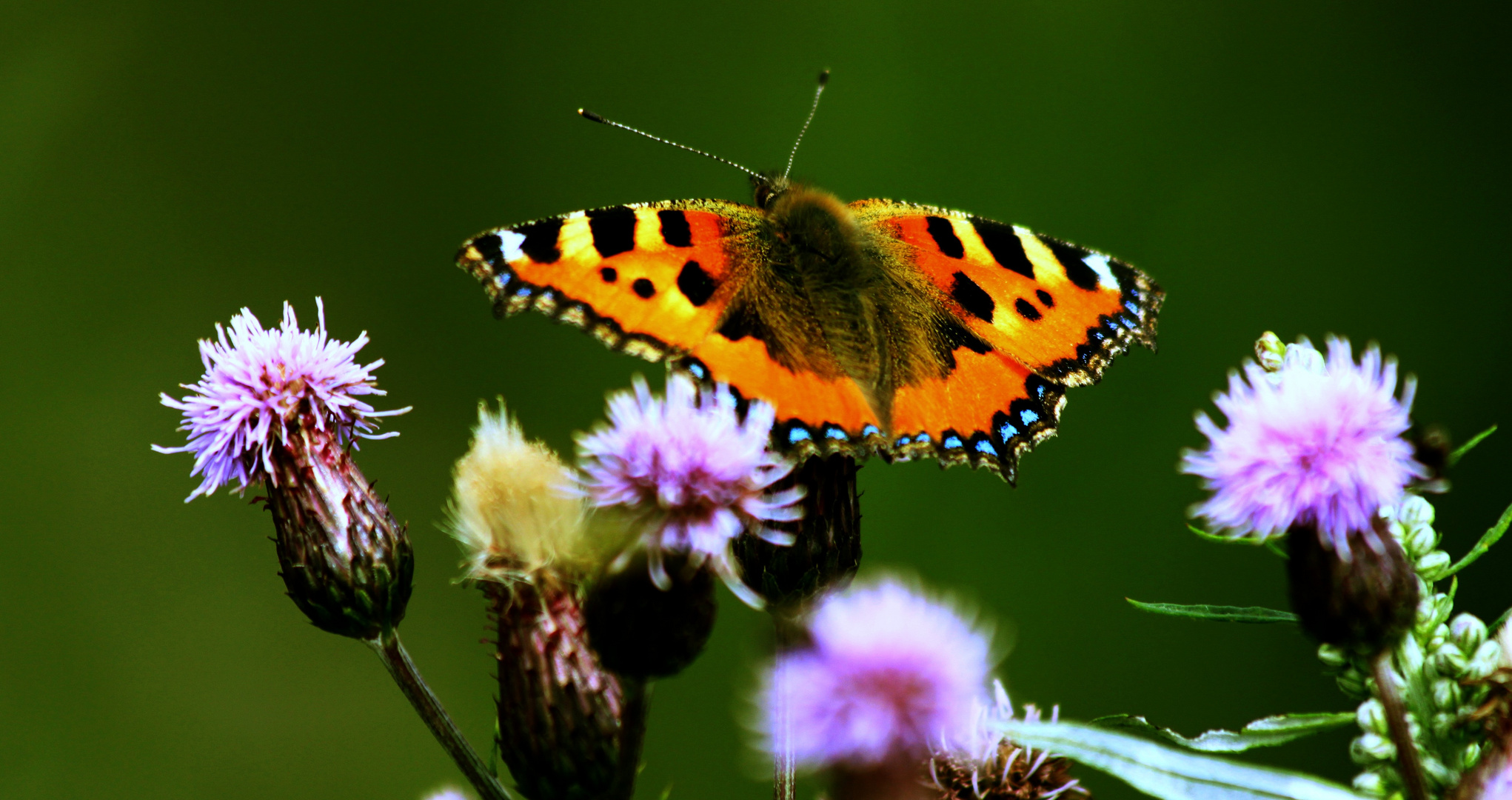 schmetterling