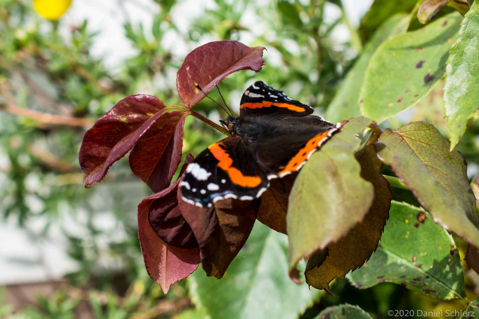 Schmetterling