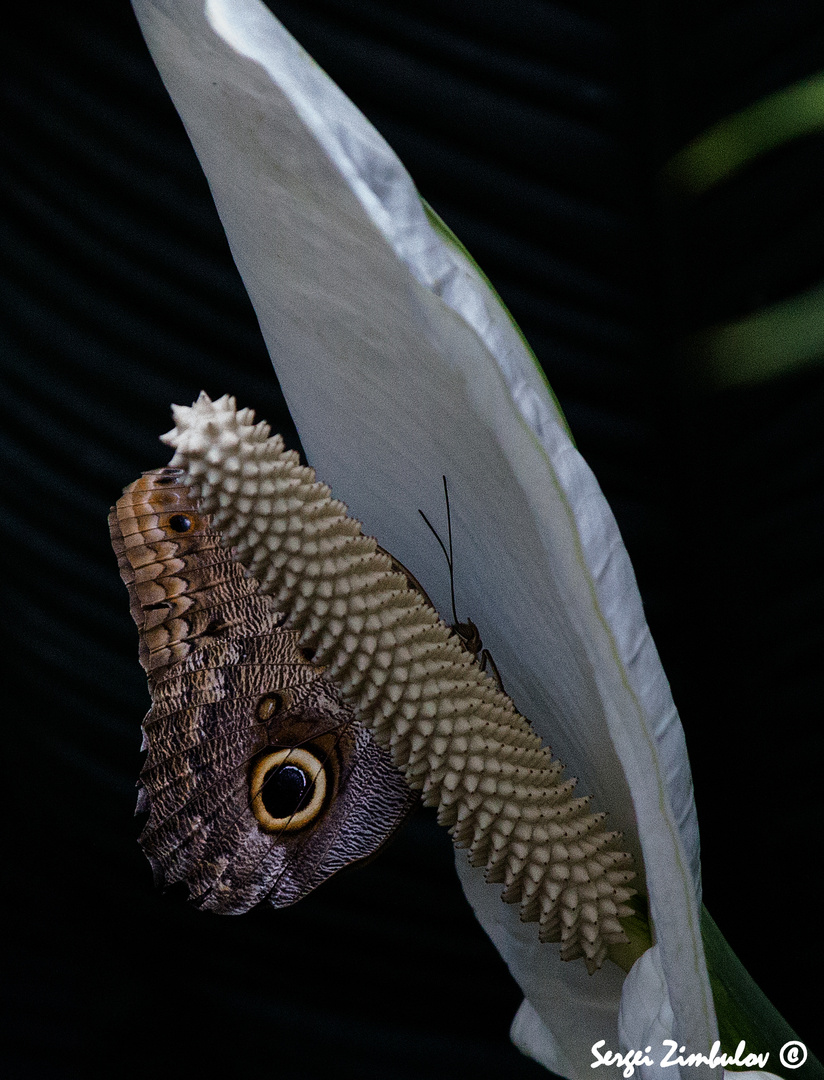 Schmetterling