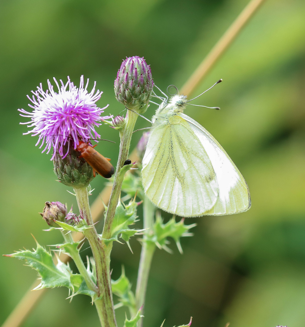 Schmetterling 