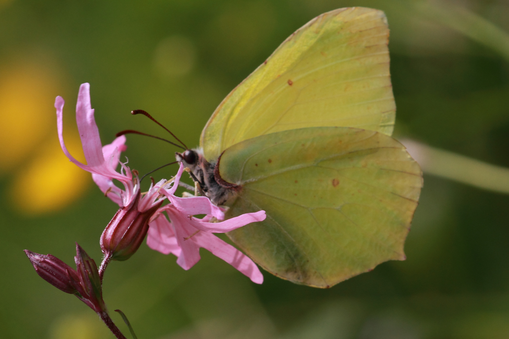 Schmetterling