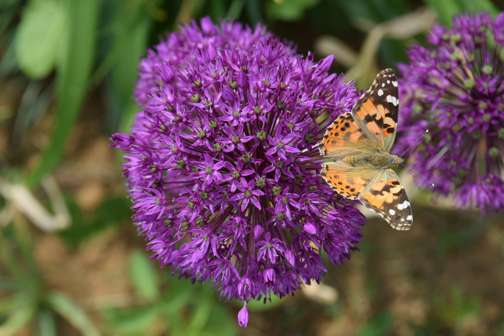 Schmetterling